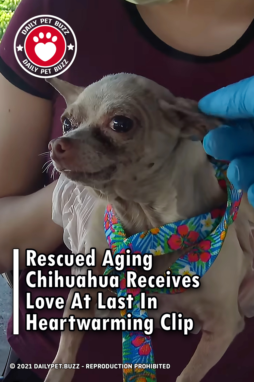 Rescued Aging Chihuahua Receives Love At Last In Heartwarming Clip