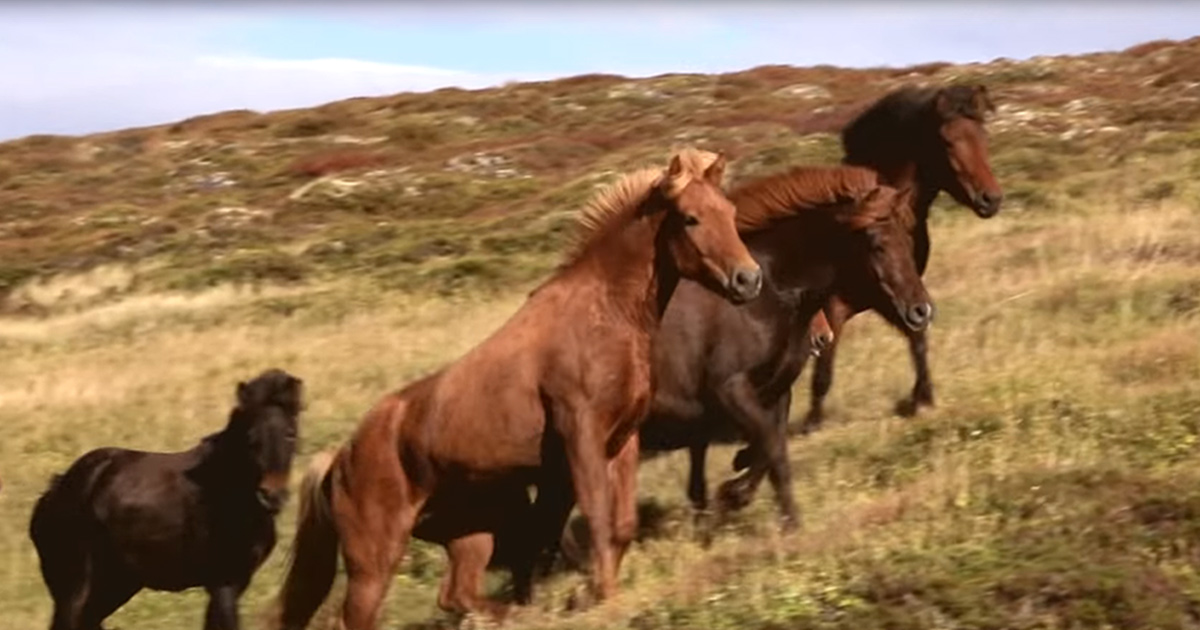 Learn About This Beautiful Horse And Farmer Tradition In Iceland