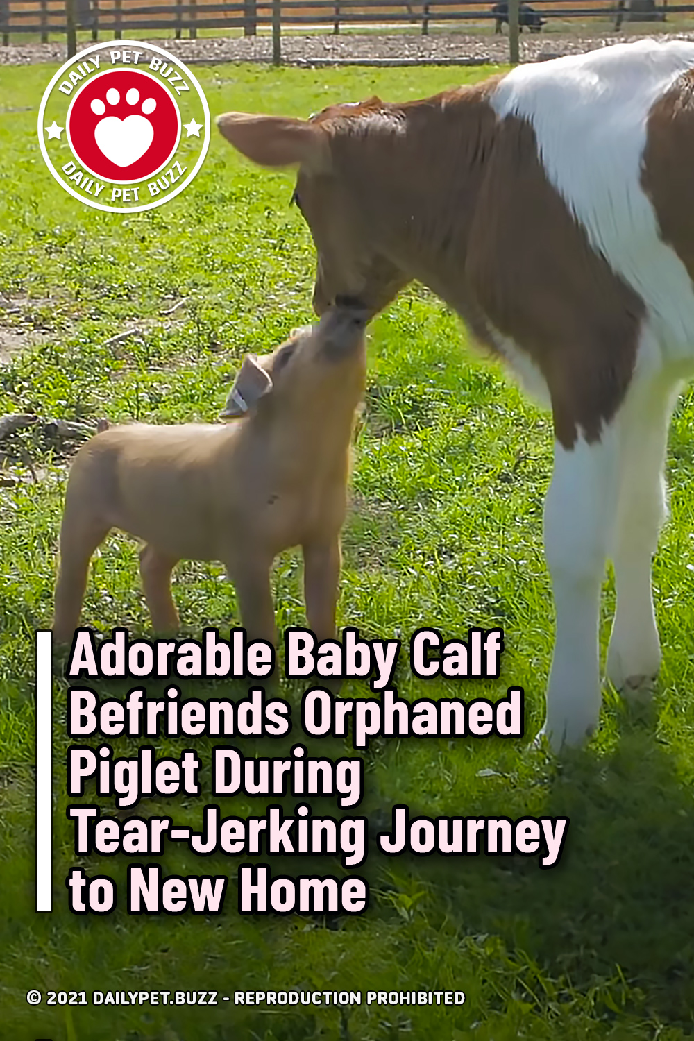 Adorable Baby Calf Befriends Orphaned Piglet During Tear-Jerking Journey to New Home