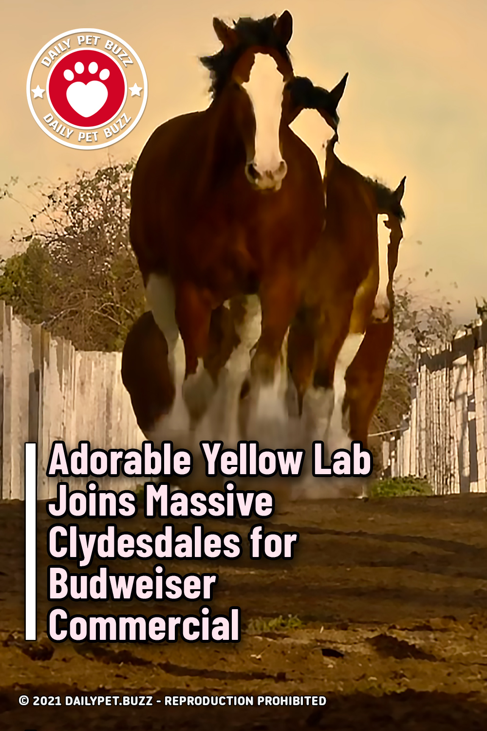 Adorable Yellow Lab Joins Massive Clydesdales for Budweiser Commercial