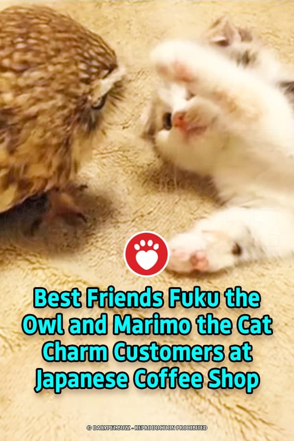 Best Friends Fuku the Owl and Marimo the Cat Charm Customers at Japanese Coffee Shop