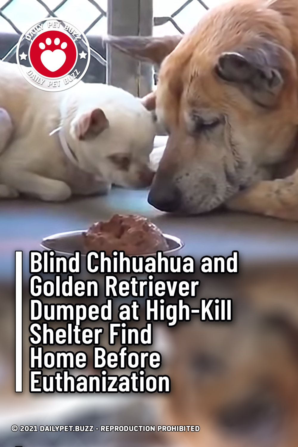 Blind Chihuahua and Golden Retriever Dumped at High-Kill Shelter Find Home Before Euthanization