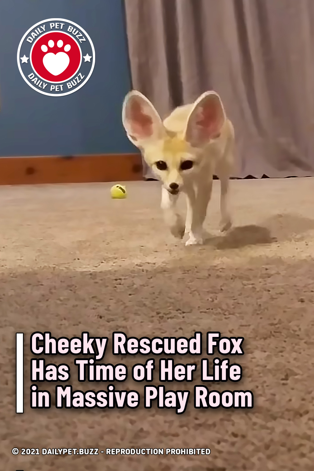 Cheeky Rescued Fox Has Time of Her Life in Massive Play Room
