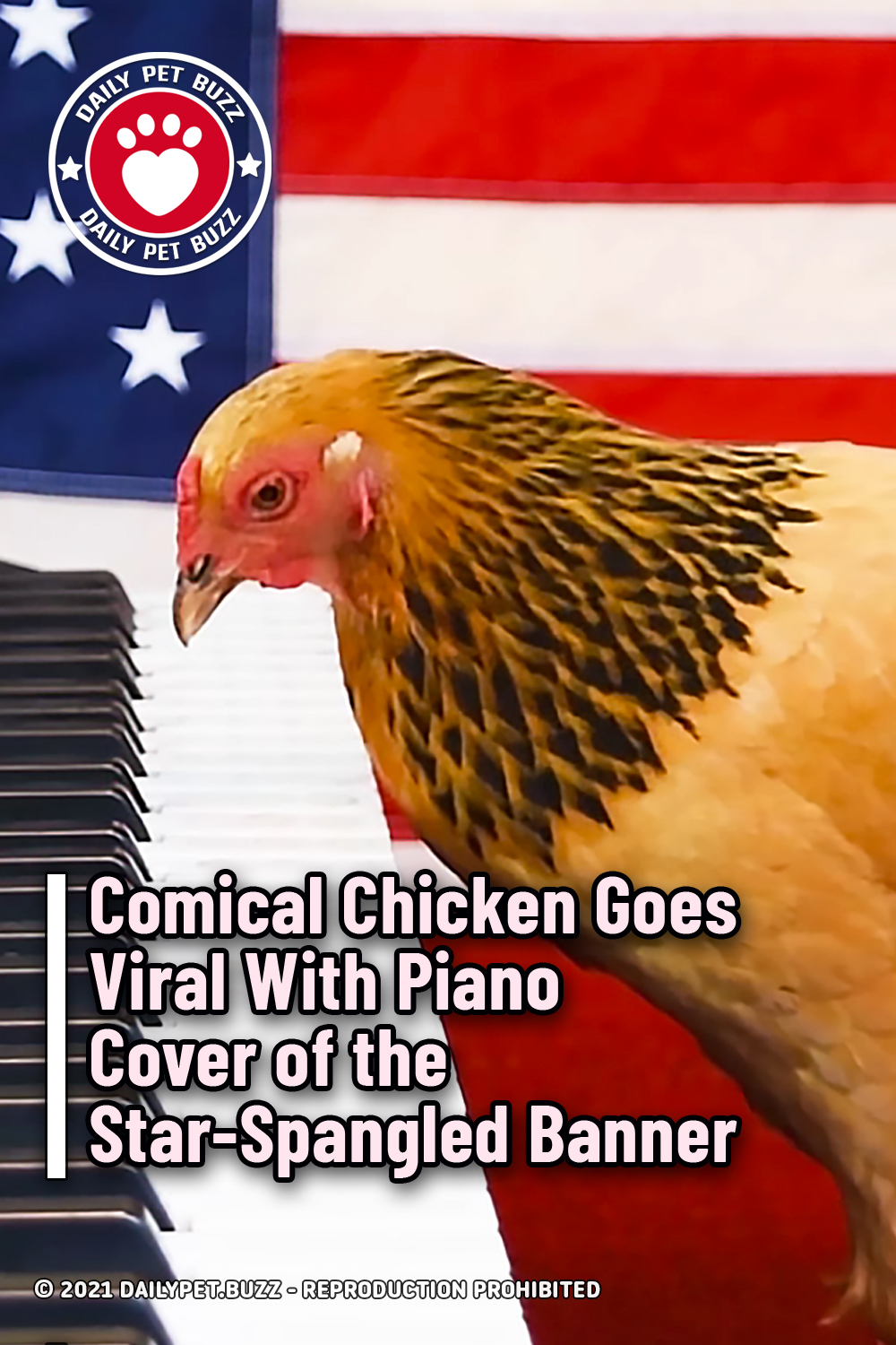 Comical Chicken Goes Viral With Piano Cover of the Star-Spangled Banner