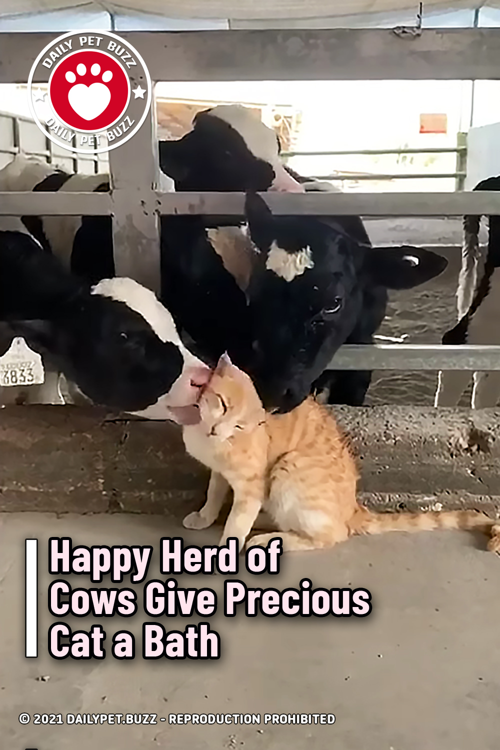 Happy Herd of Cows Give Precious Cat a Bath