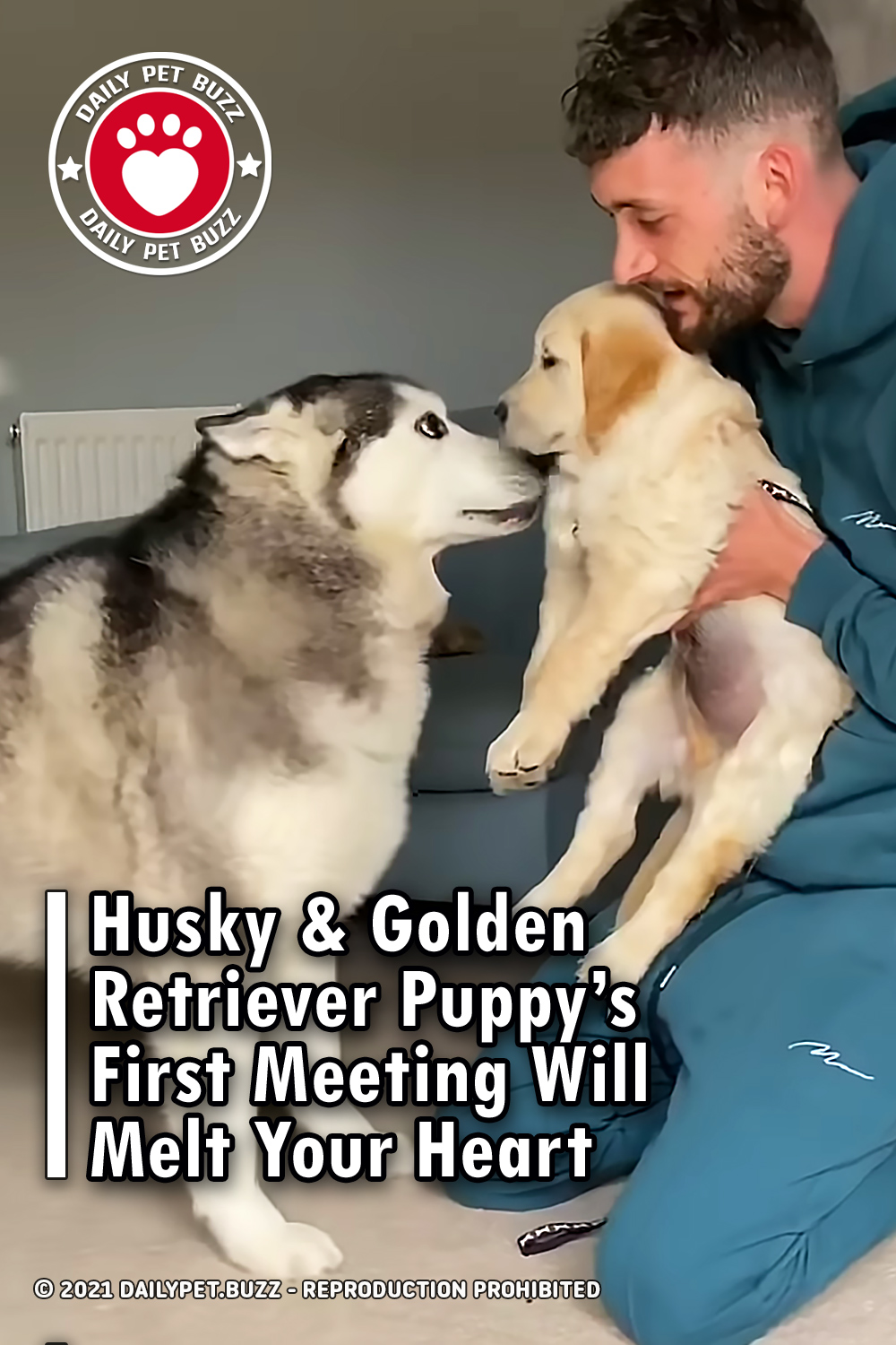 Husky & Golden Retriever Puppy’s First Meeting Will Melt Your Heart