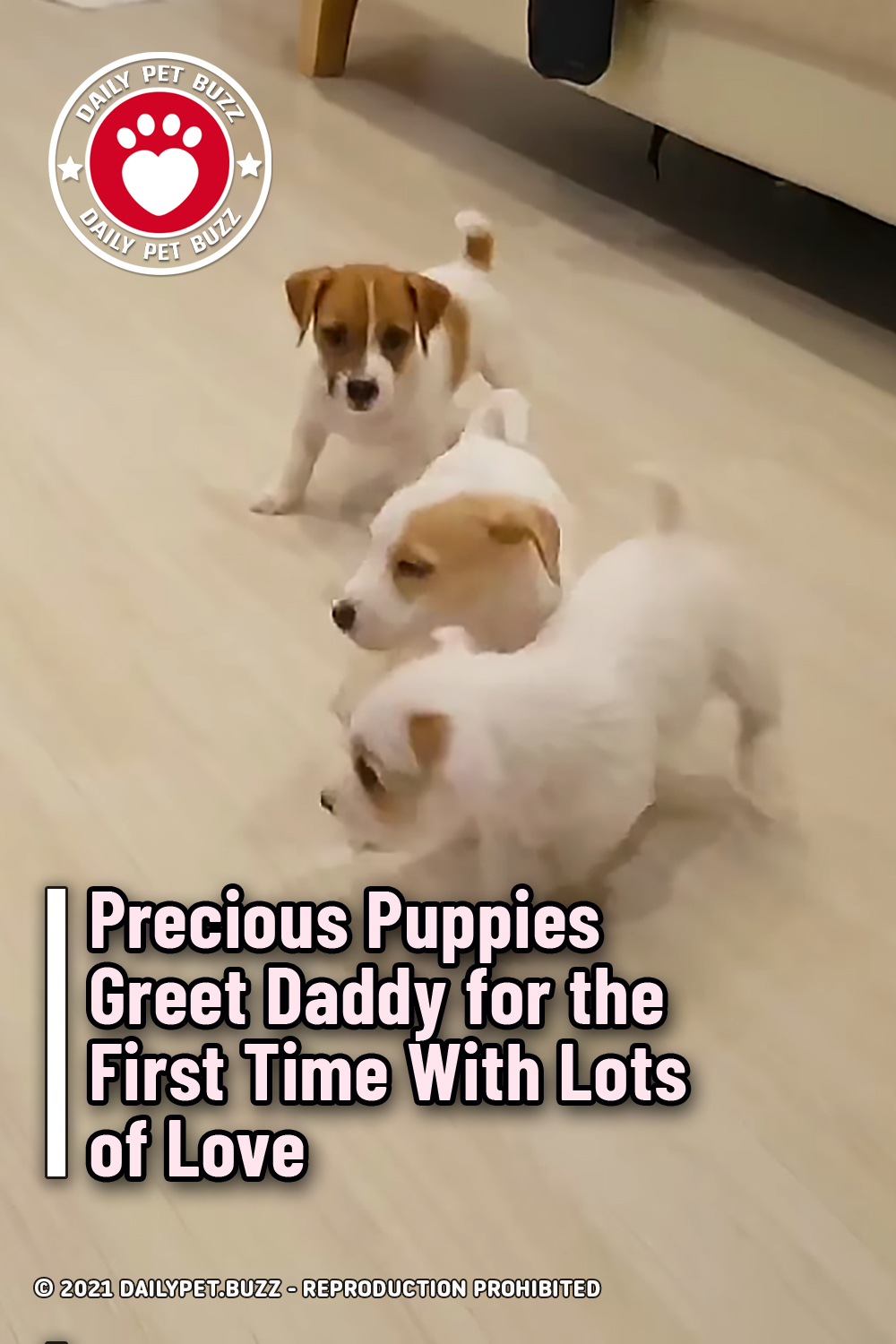 Precious Puppies Greet Daddy for the First Time With Lots of Love