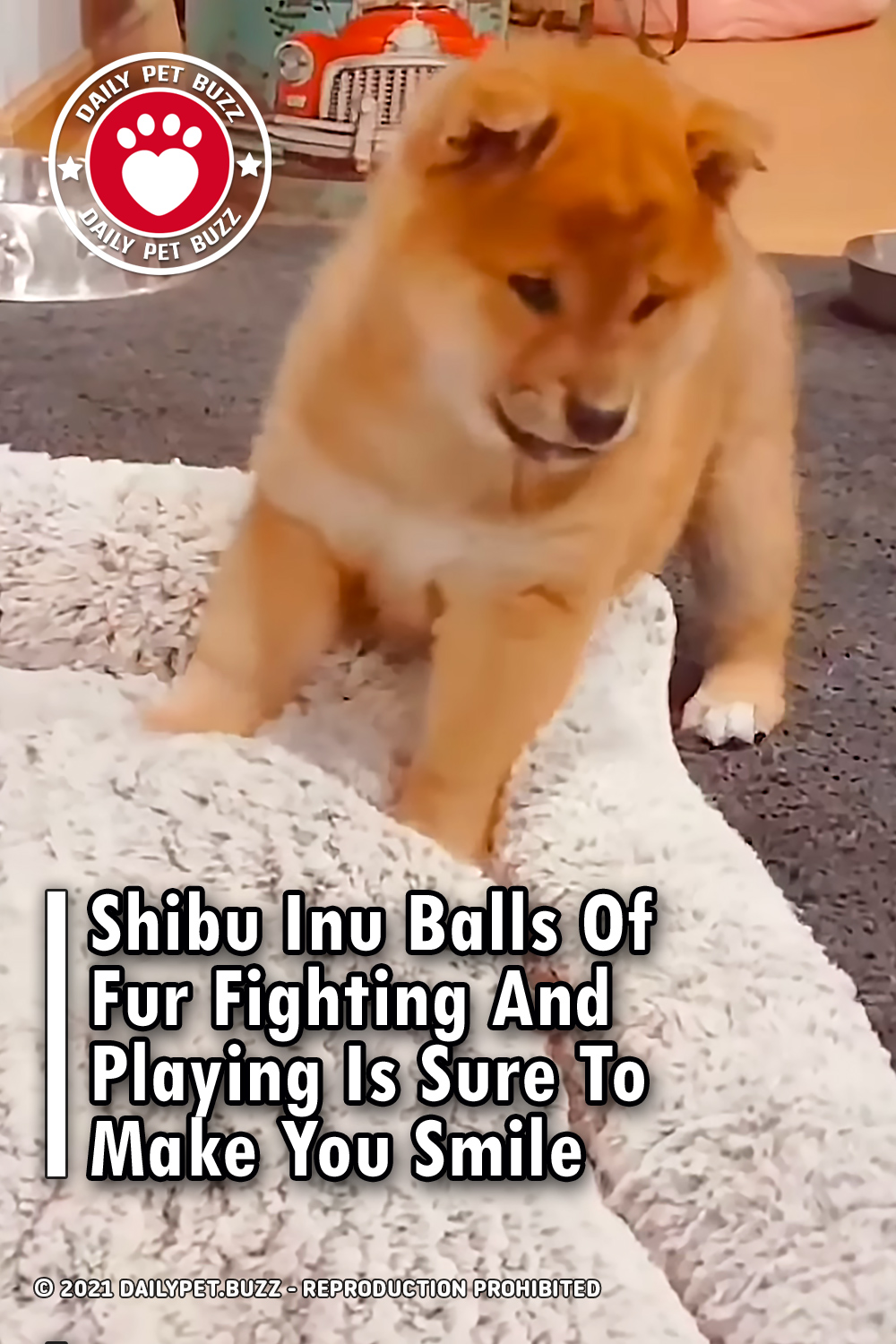 Shiba Inu Balls Of Fur Fighting And Playing Is Sure To Make You Smile