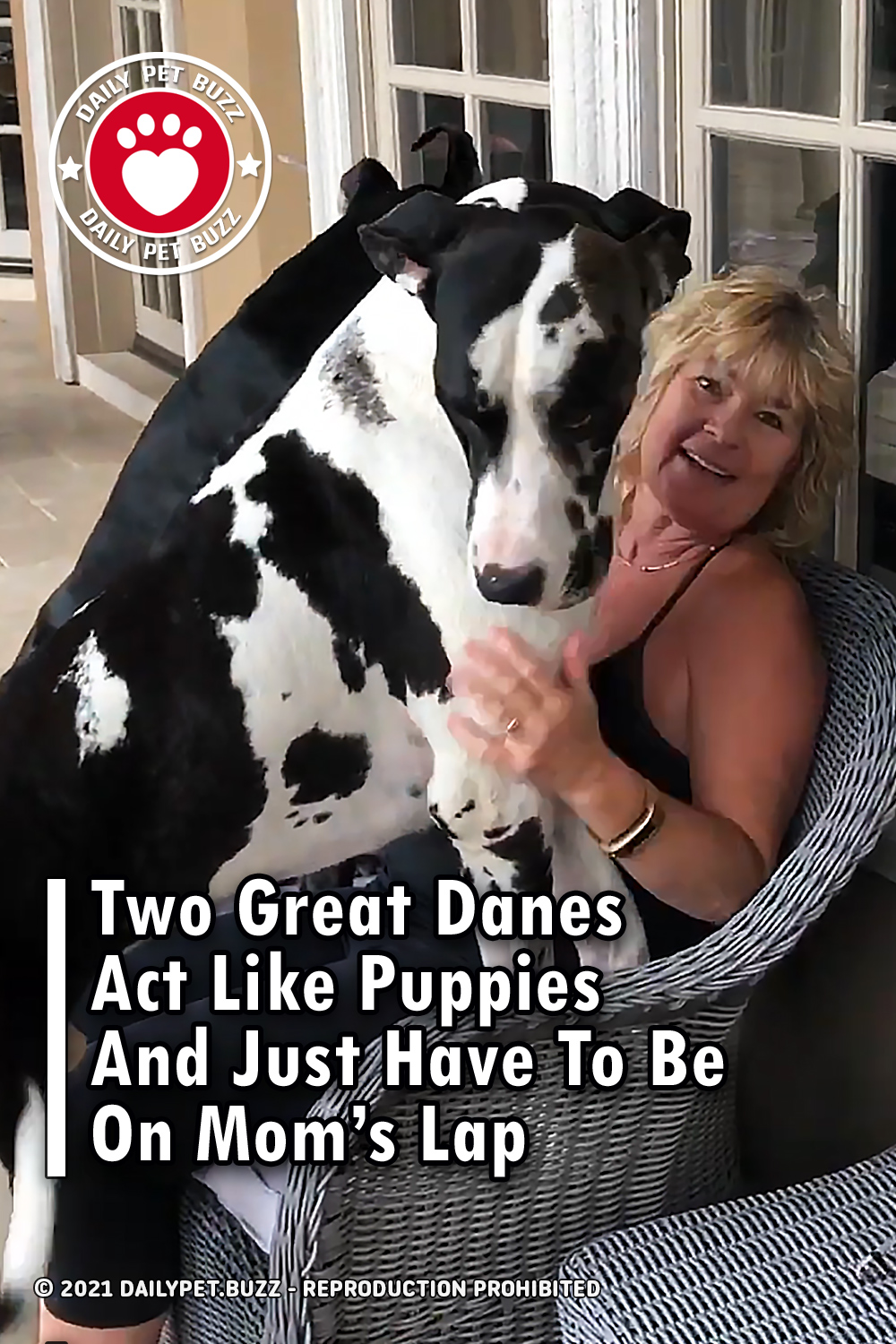 Two Great Danes Act Like Puppies And Just Have To Be On Mom\'s Lap