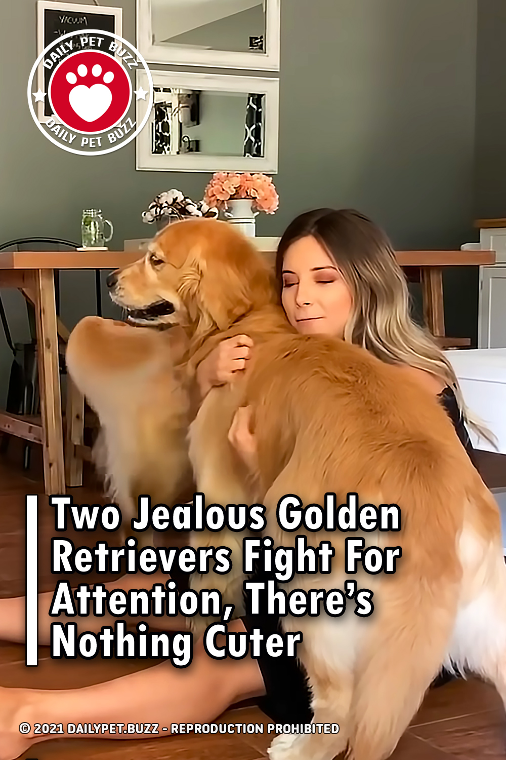 Two Jealous Golden Retrievers Fight For Attention, There\'s Nothing Cuter