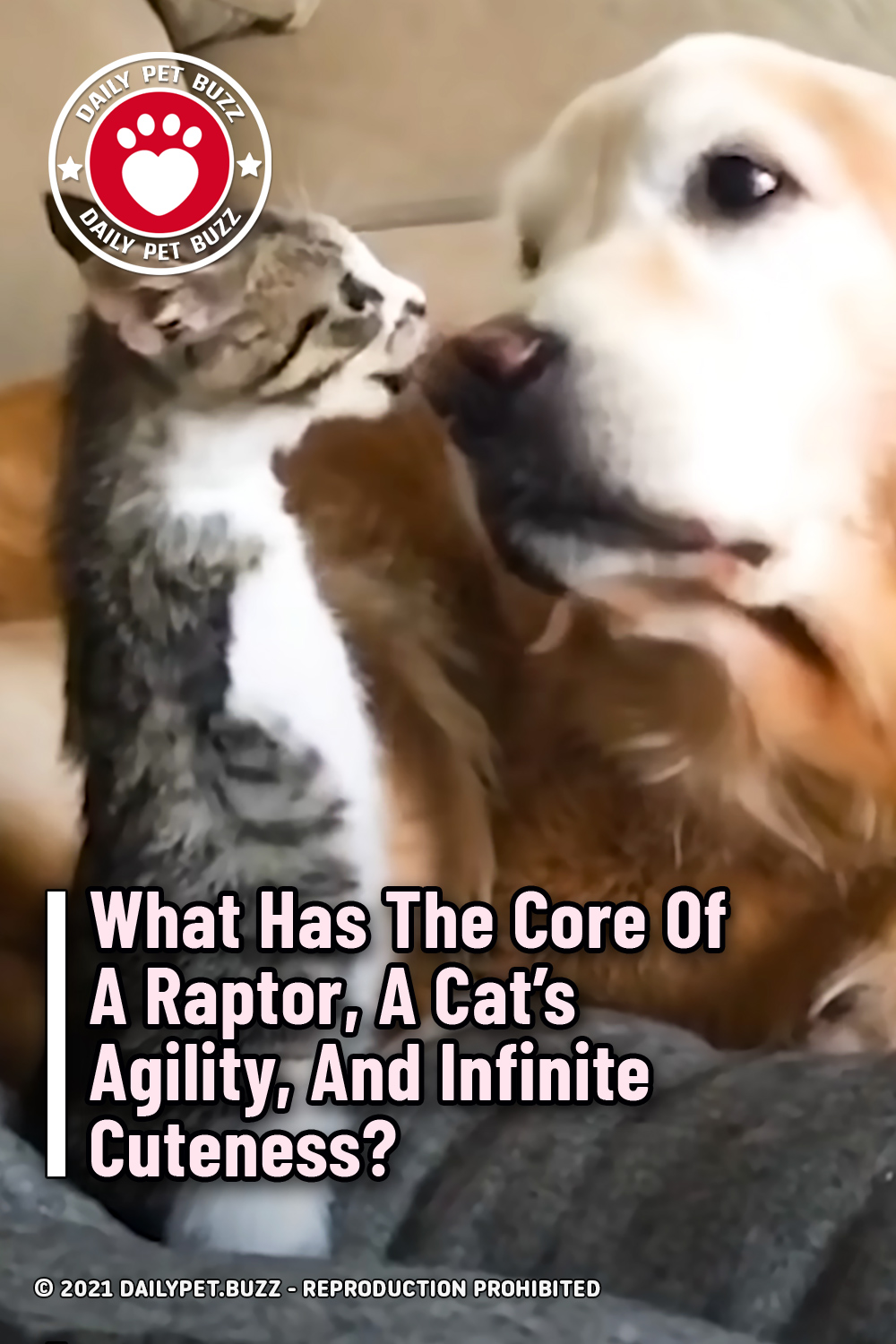 What Has The Core Of A Raptor, A Cat\'s Agility, And Infinite Cuteness?