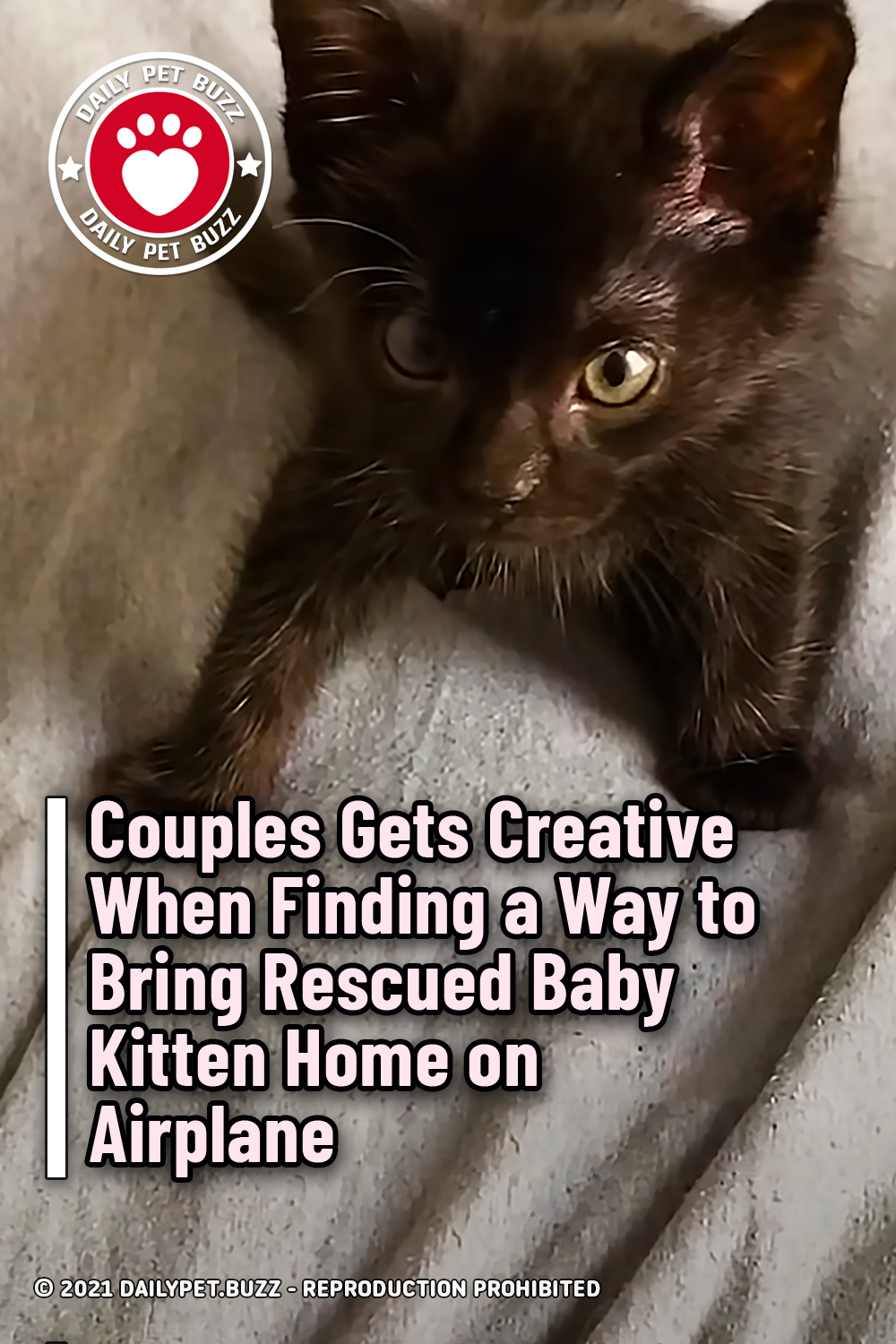 Couple Gets Creative When Finding a Way to Bring Rescued Baby Kitten Home on Airplane