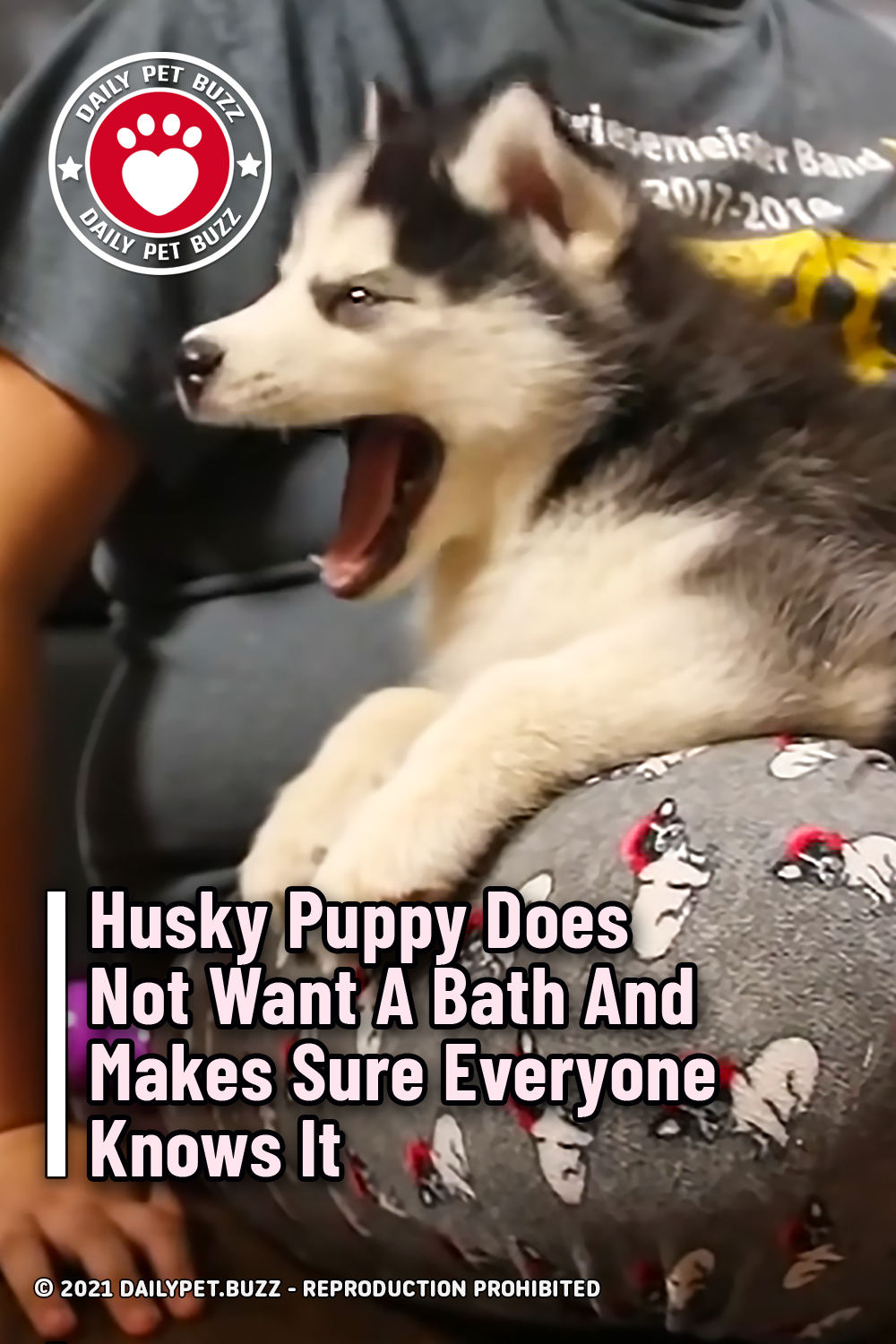 Husky Puppy Does Not Want A Bath And Makes Sure Everyone Knows It