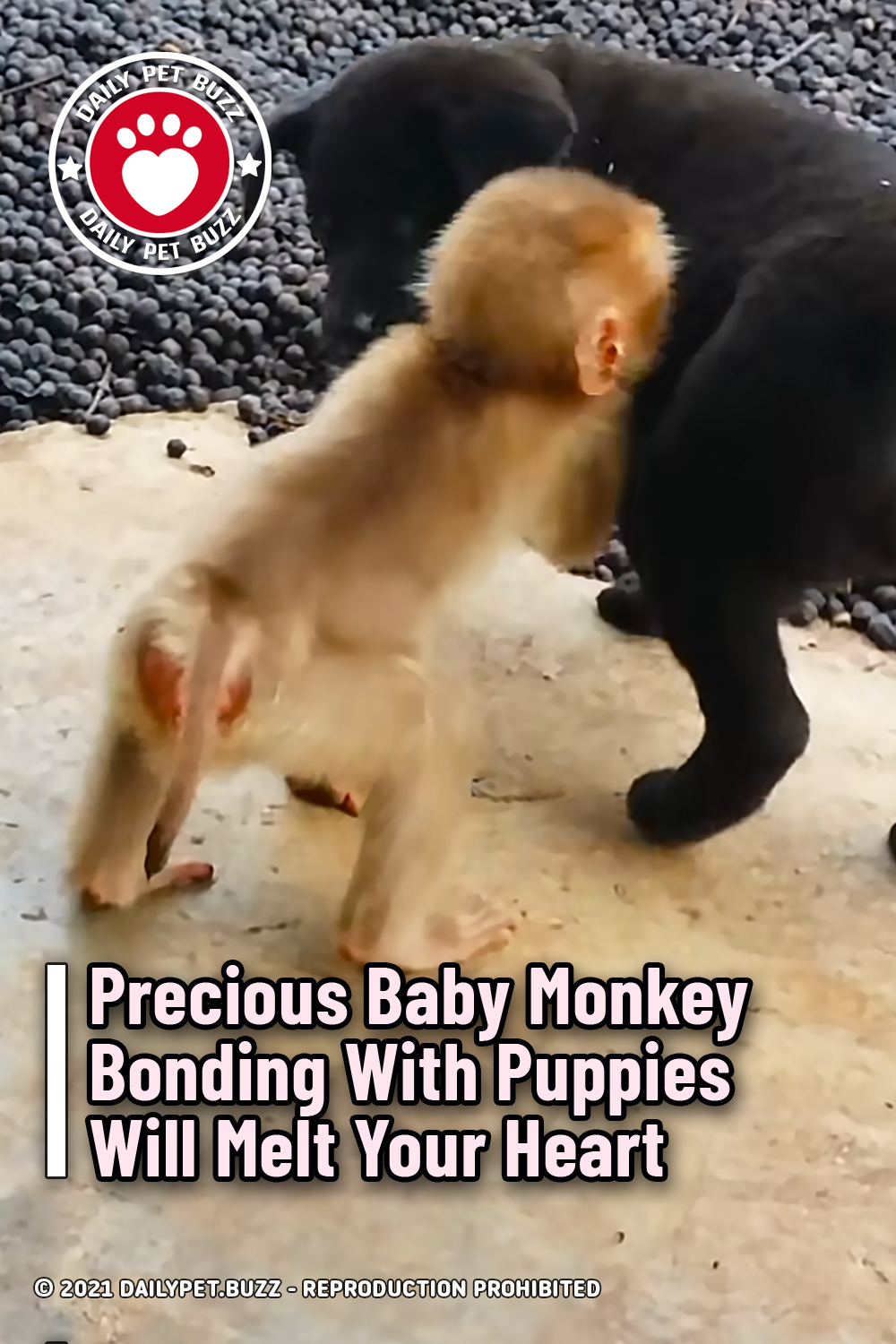 Precious Baby Monkey Bonding With Puppies Will Melt Your Heart