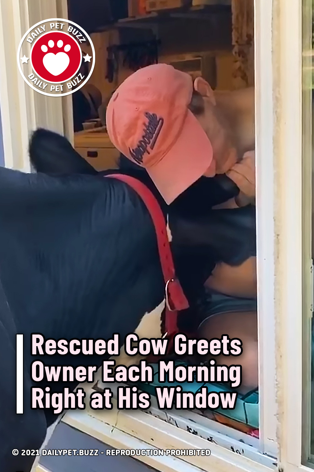 Rescued Cow Greets Owner Each Morning Right at His Window