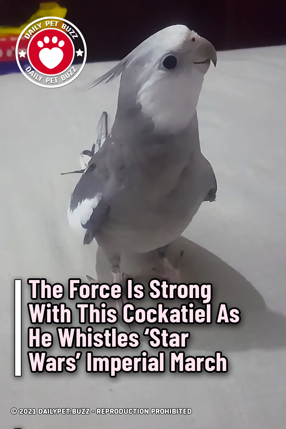 The Force Is Strong With This Cockatiel As He Whistles ‘Star Wars’ Imperial March