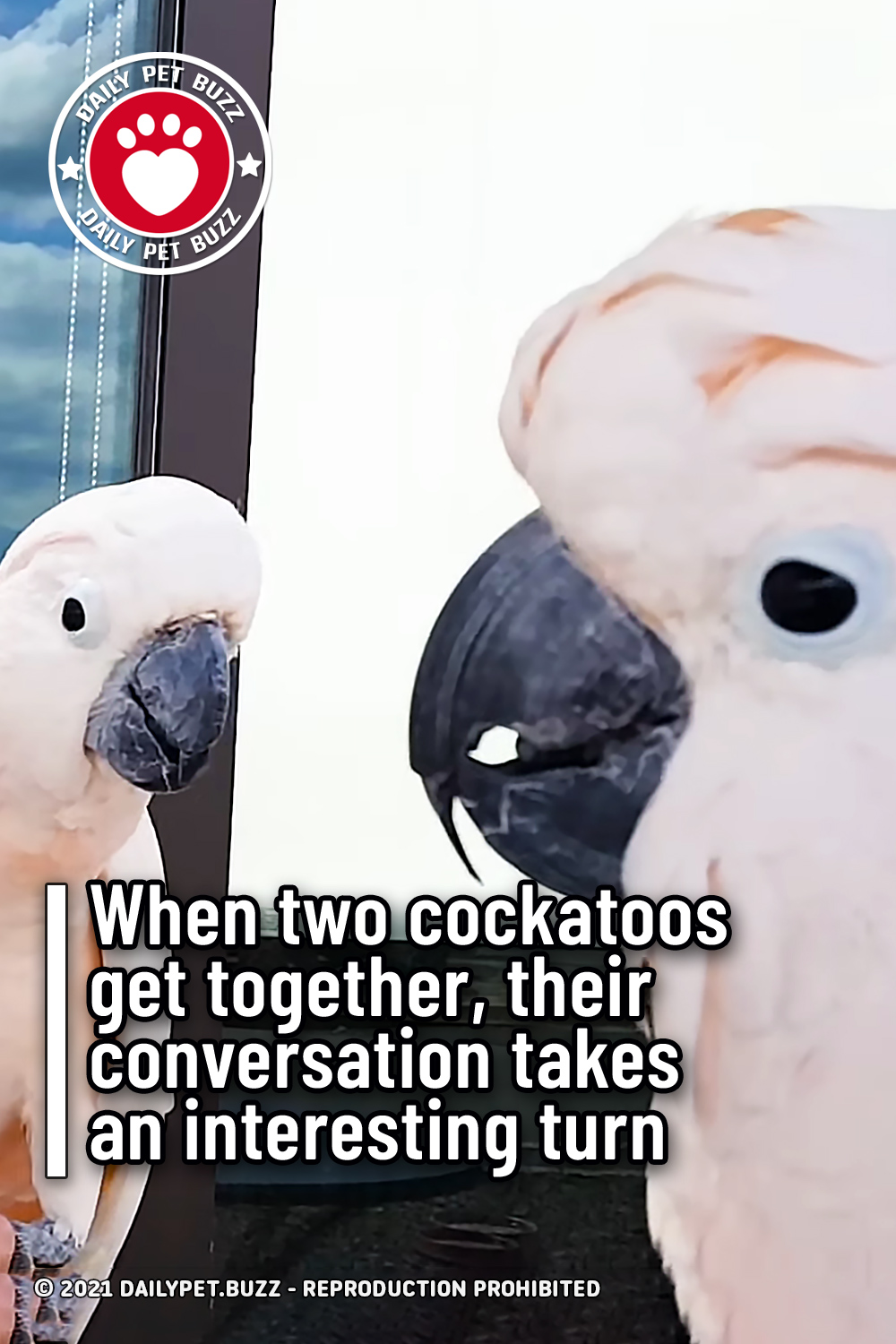 When two cockatoos get together, their conversation takes an interesting turn