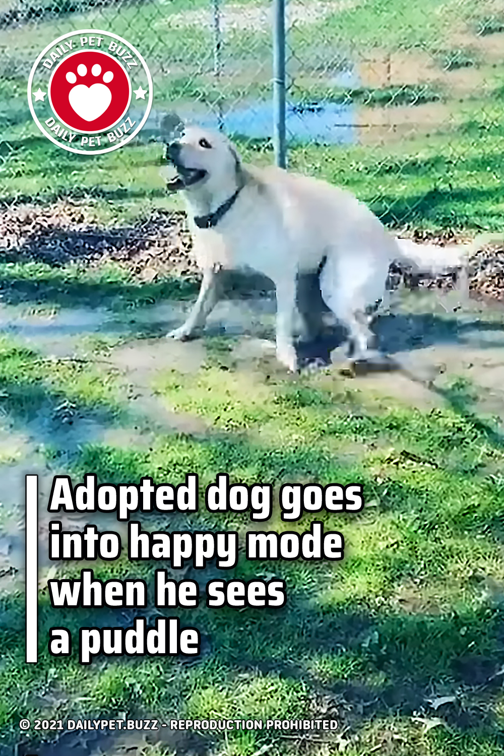 Adopted dog goes into happy mode when he sees a puddle