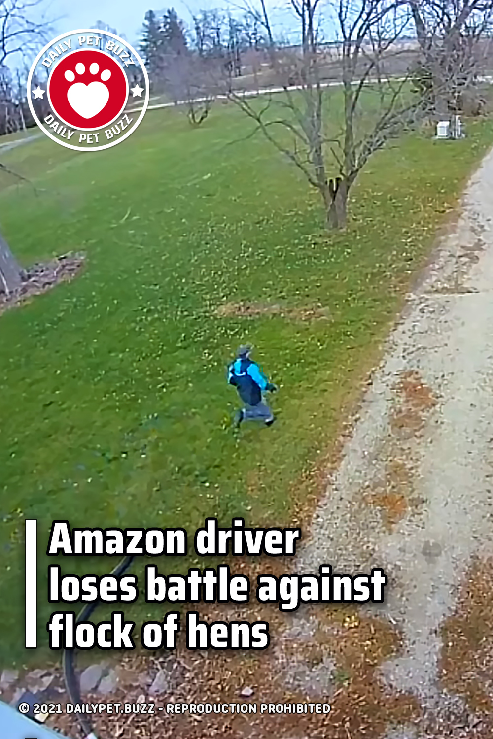 Amazon driver loses battle against flock of hens