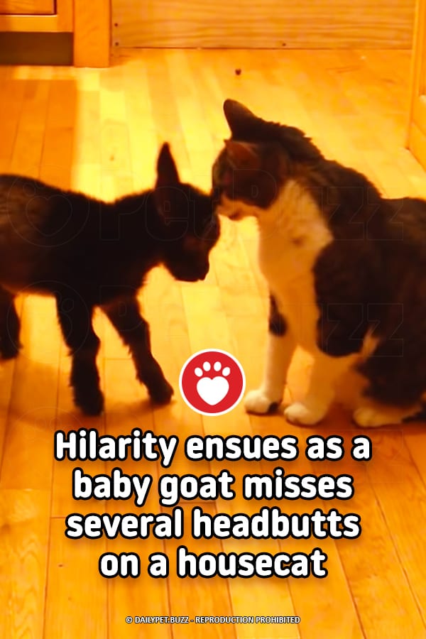 Hilarity ensues as a baby goat misses several headbutts on a housecat