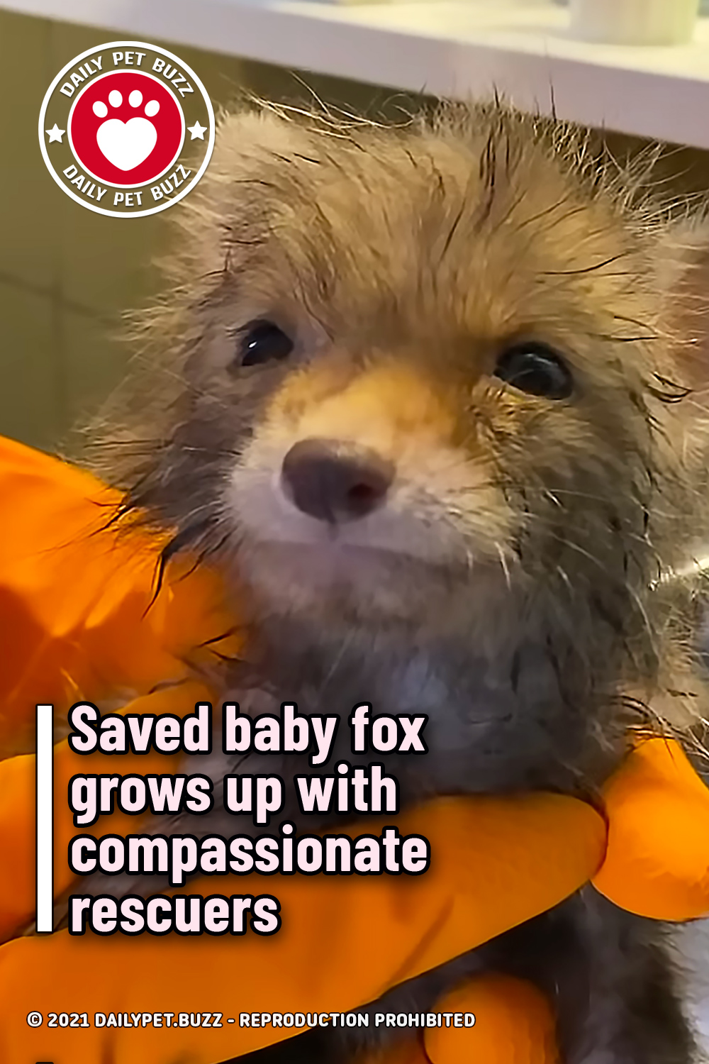 Saved baby fox grows up with compassionate rescuers