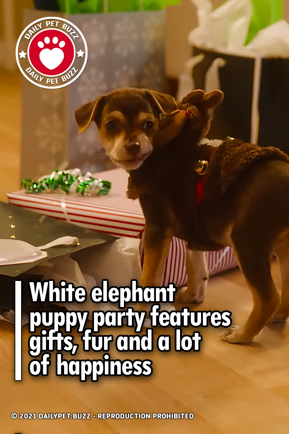 White elephant puppy party features gifts, fur and a lot of happiness