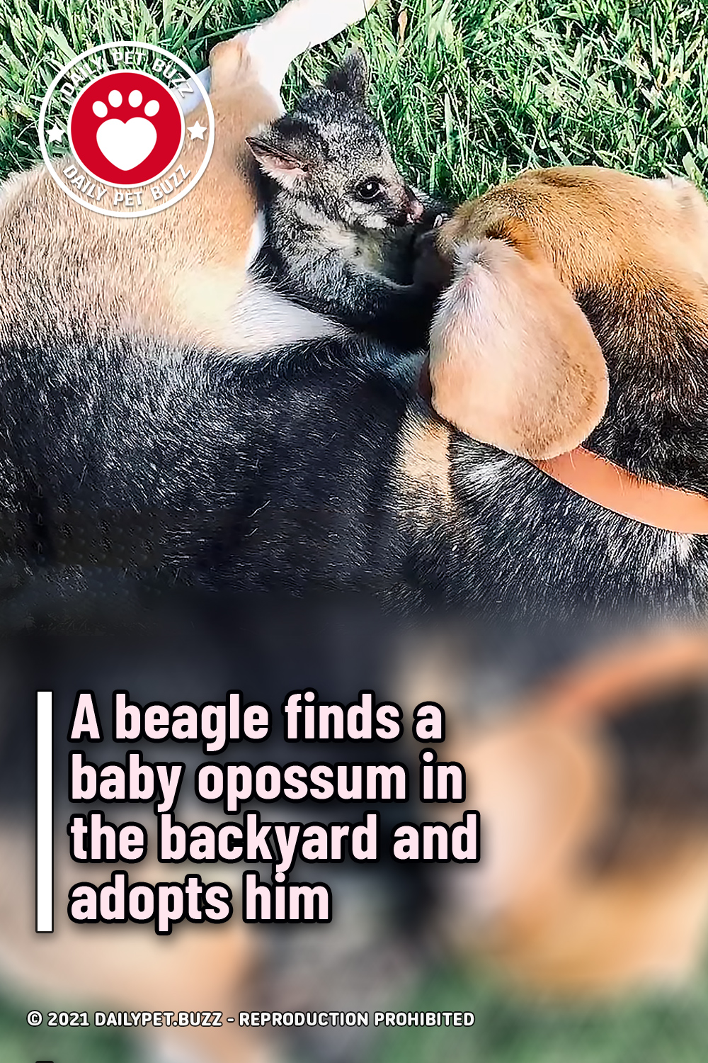 A beagle finds a baby opossum in the backyard and adopts him