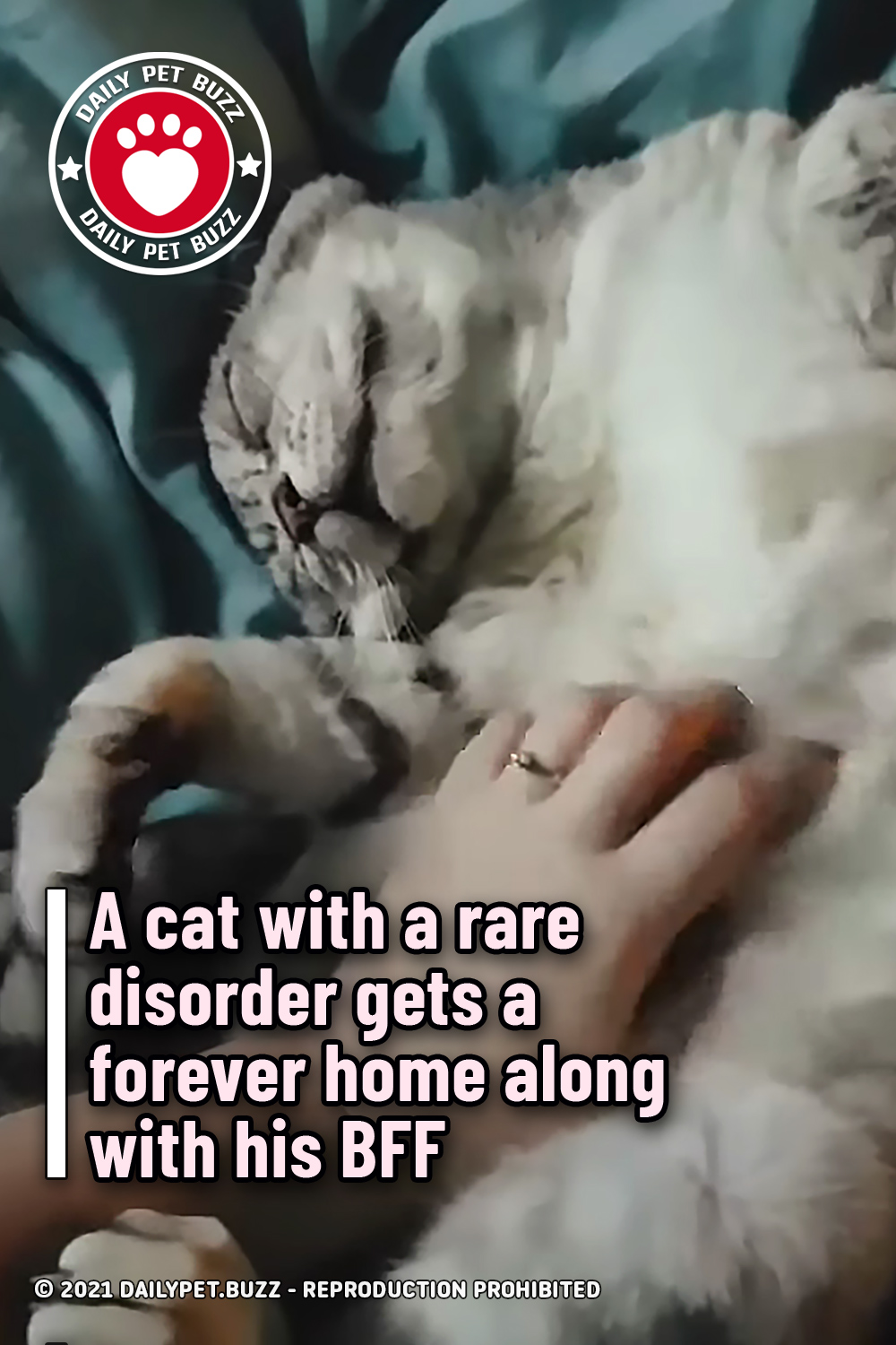 A cat with a rare disorder gets a forever home along with his BFF