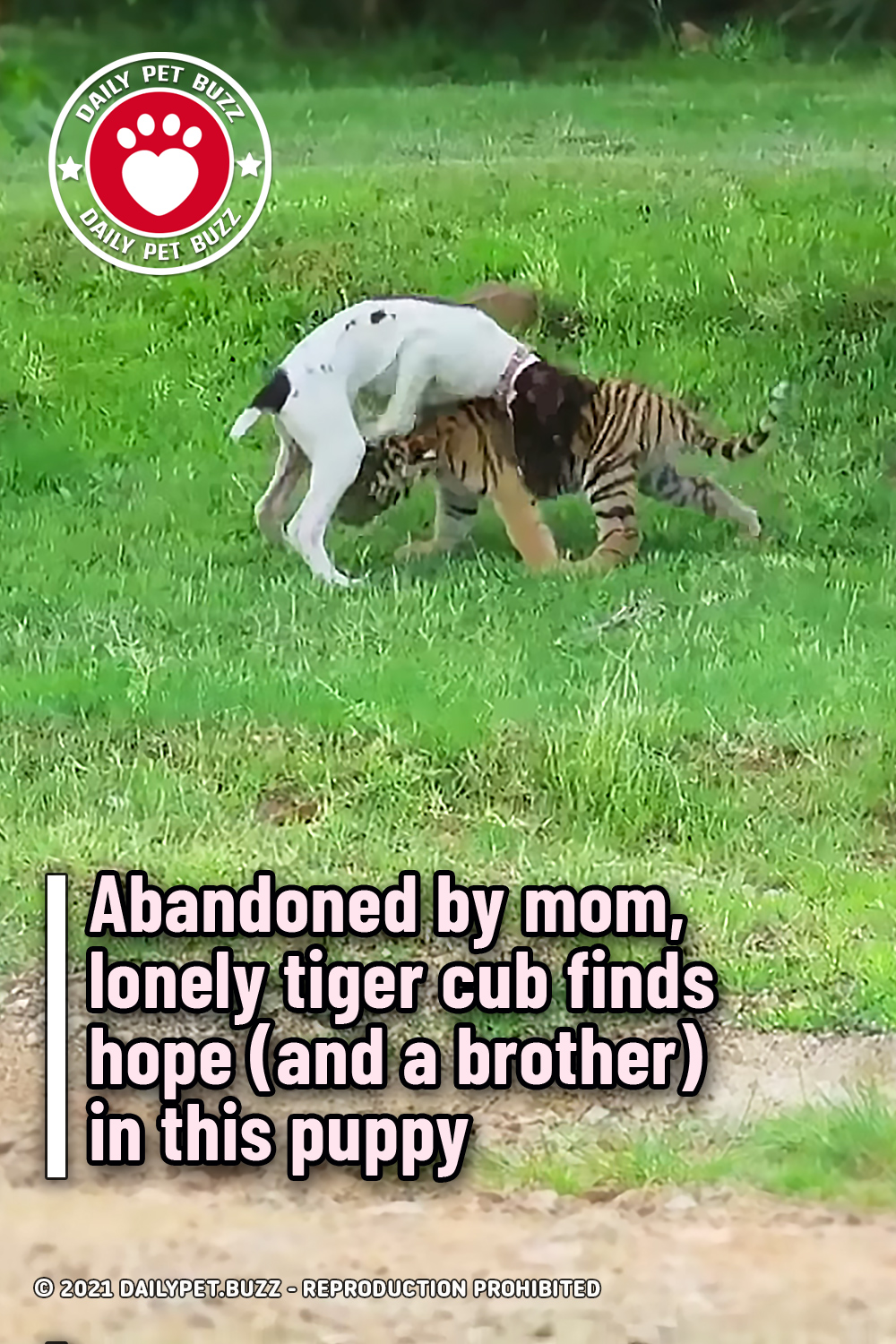 Abandoned by mom, lonely tiger cub finds hope (and a brother) in this puppy