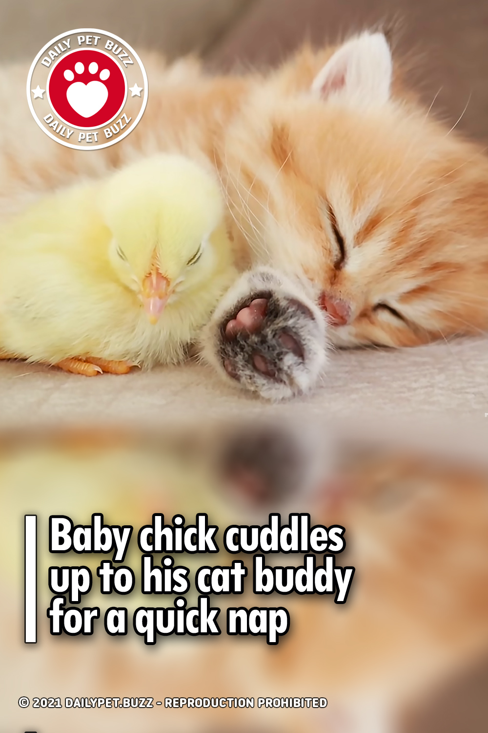 Baby chick cuddles up to his cat buddy for a quick nap