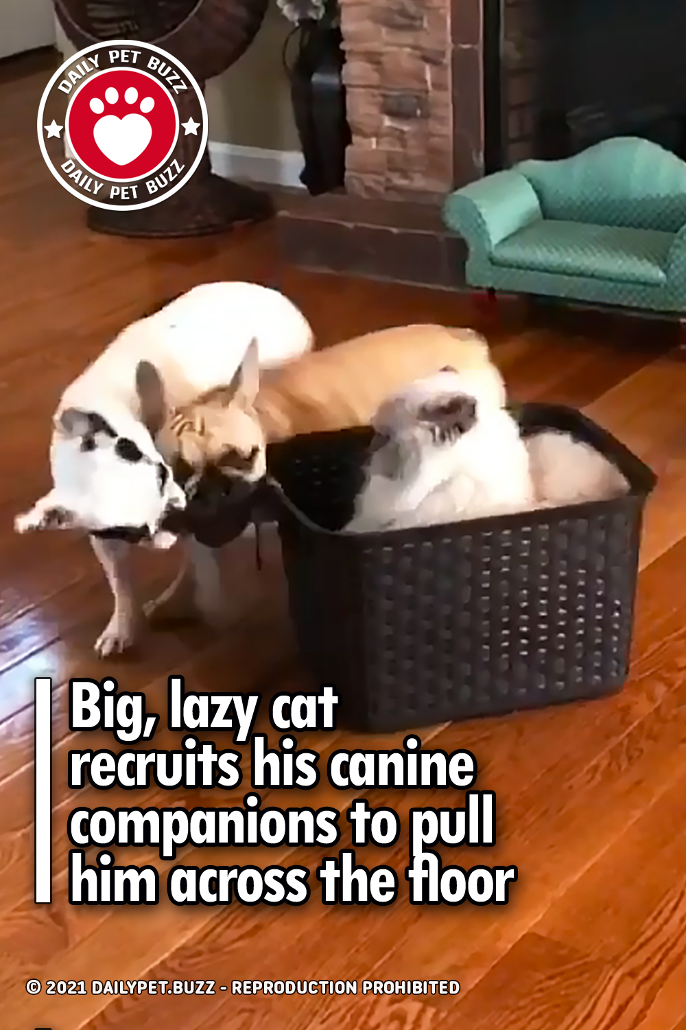 Big, lazy cat recruits his canine companions to pull him across the floor