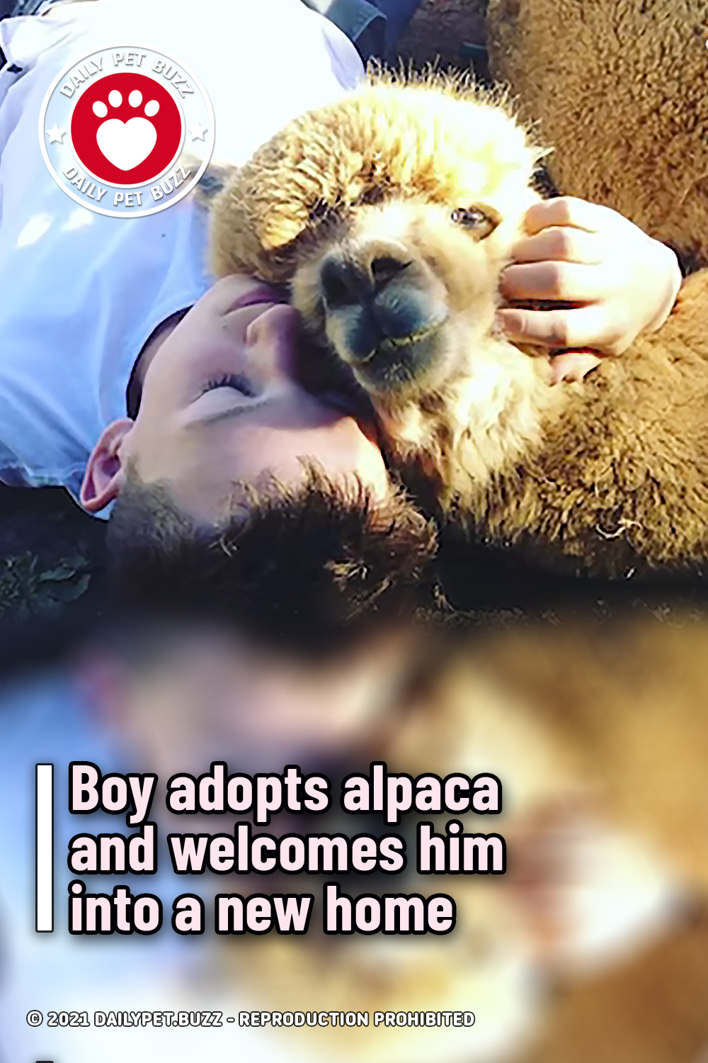 Boy adopts alpaca and welcomes him into a new home