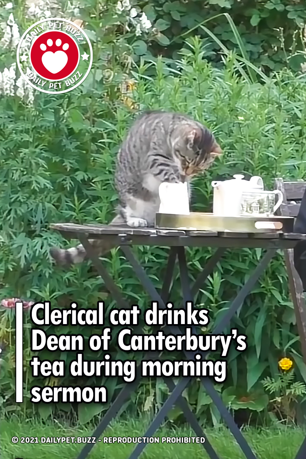 Clerical cat drinks Dean of Canterbury’s tea during morning sermon