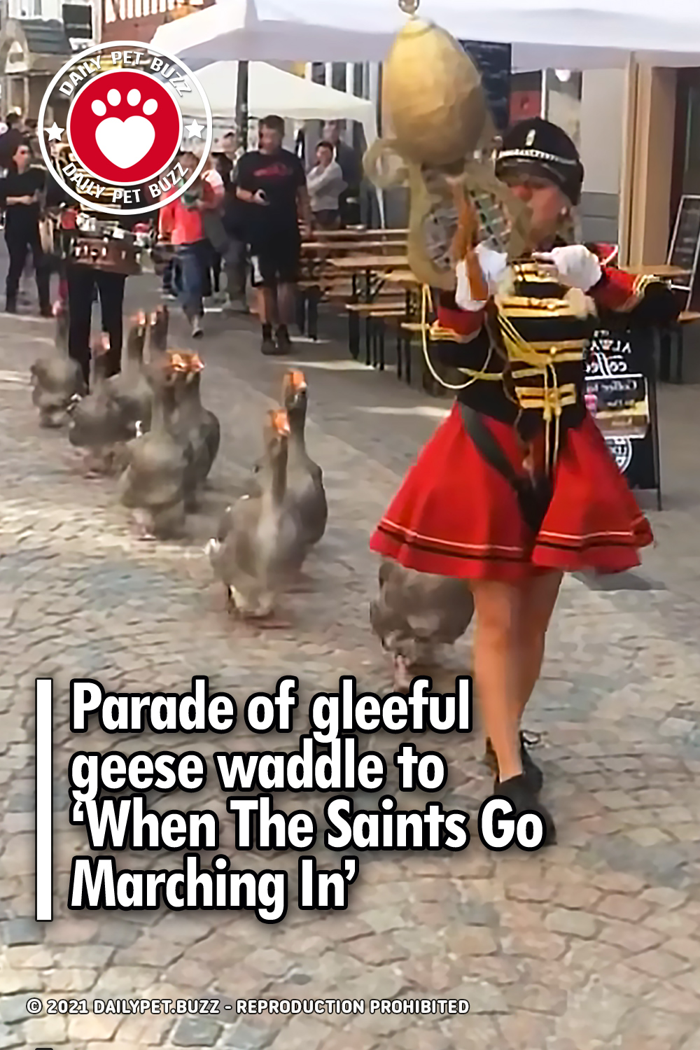 Parade of gleeful geese waddle to ‘When The Saints Go Marching In’