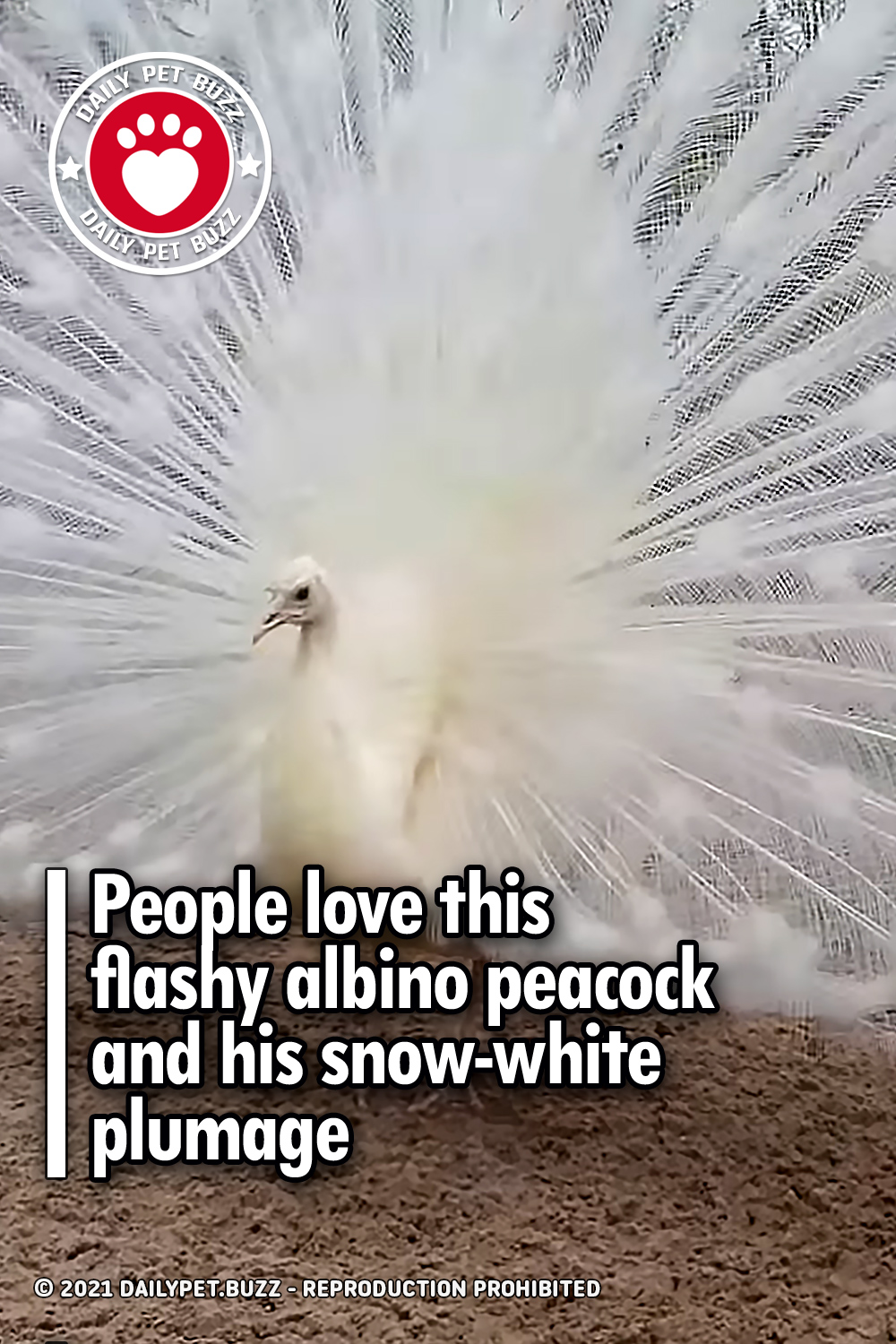 People love this flashy albino peacock and his snow-white plumage