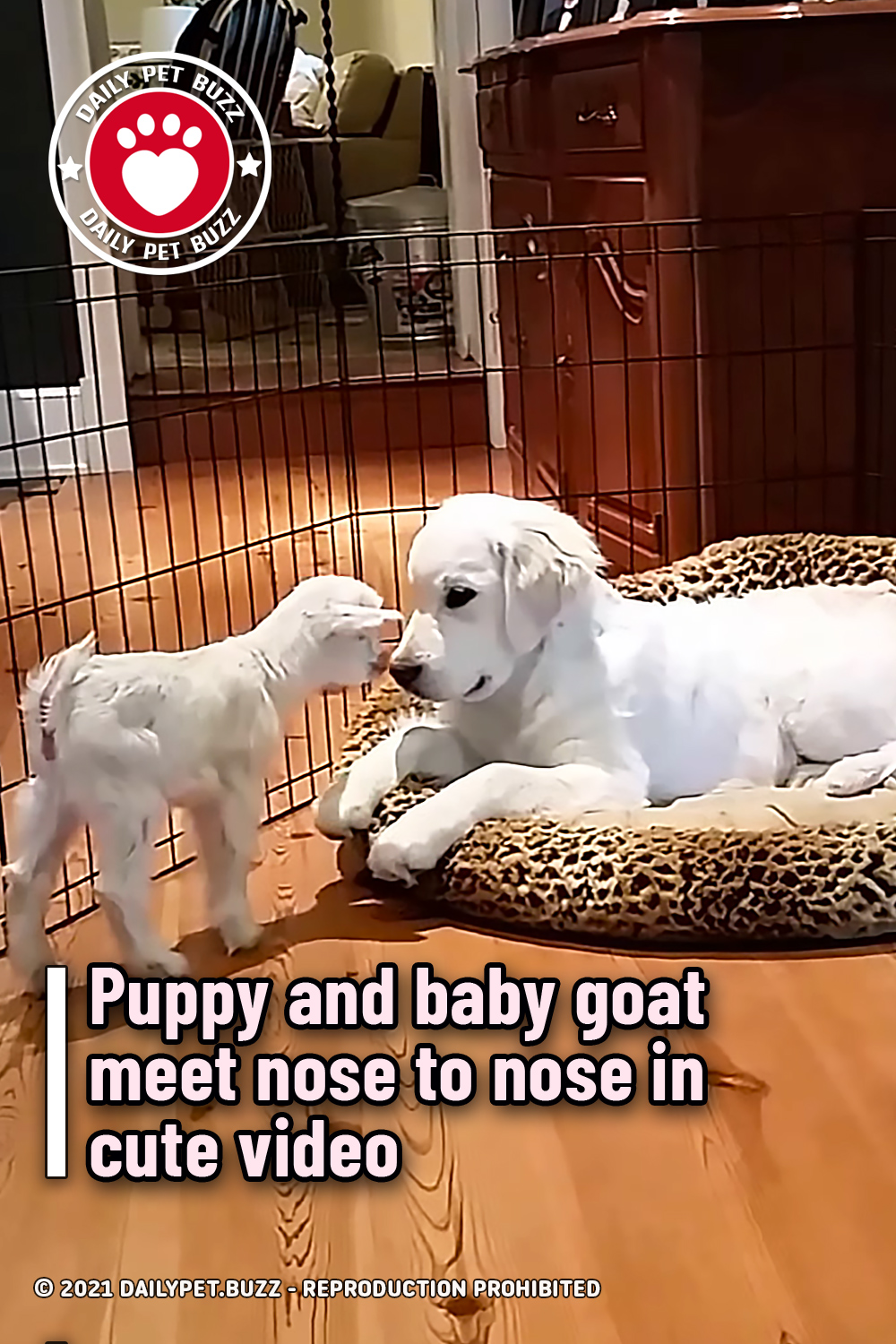 Puppy and baby goat meet nose to nose in cute video