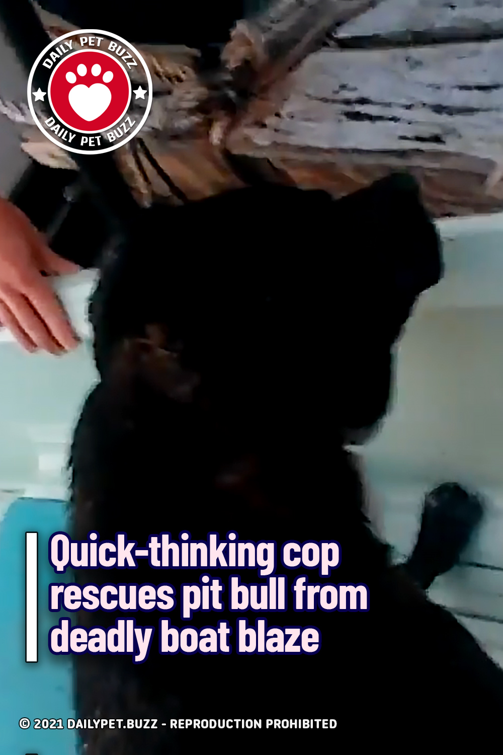 Quick-thinking cop rescues pit bull from deadly boat blaze