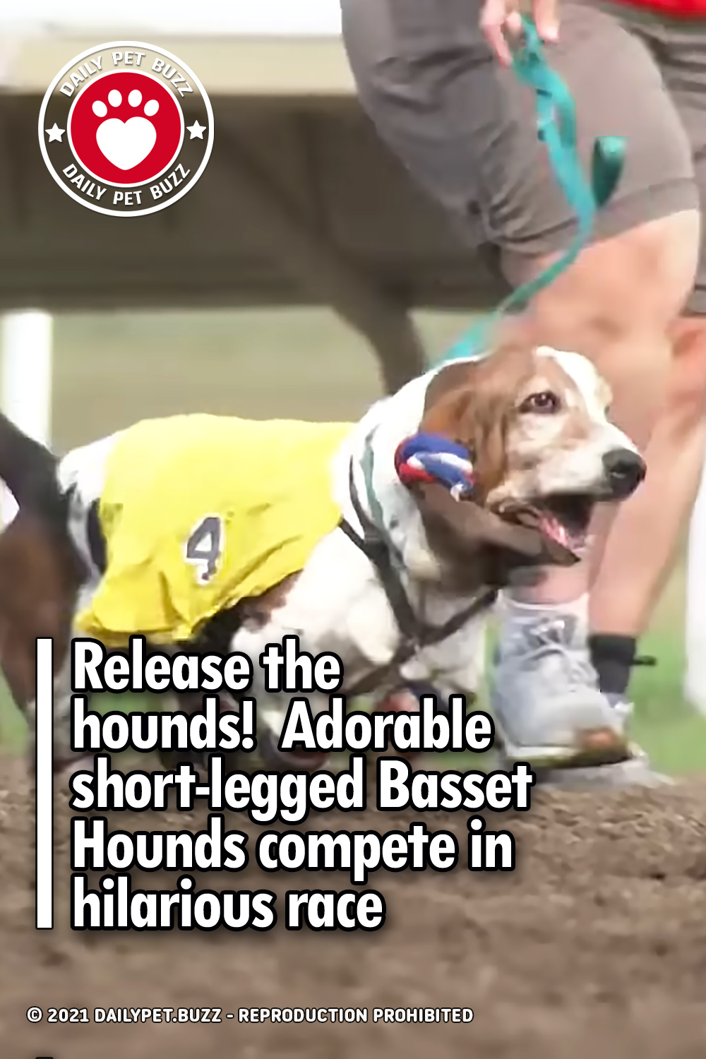 Release the hounds!  Adorable short-legged Basset Hounds compete in hilarious race
