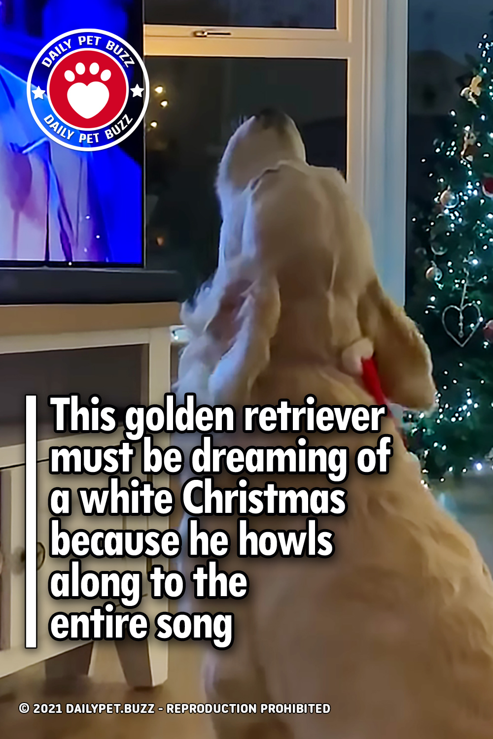 This golden retriever must be dreaming of a white Christmas because he howls along to the entire song