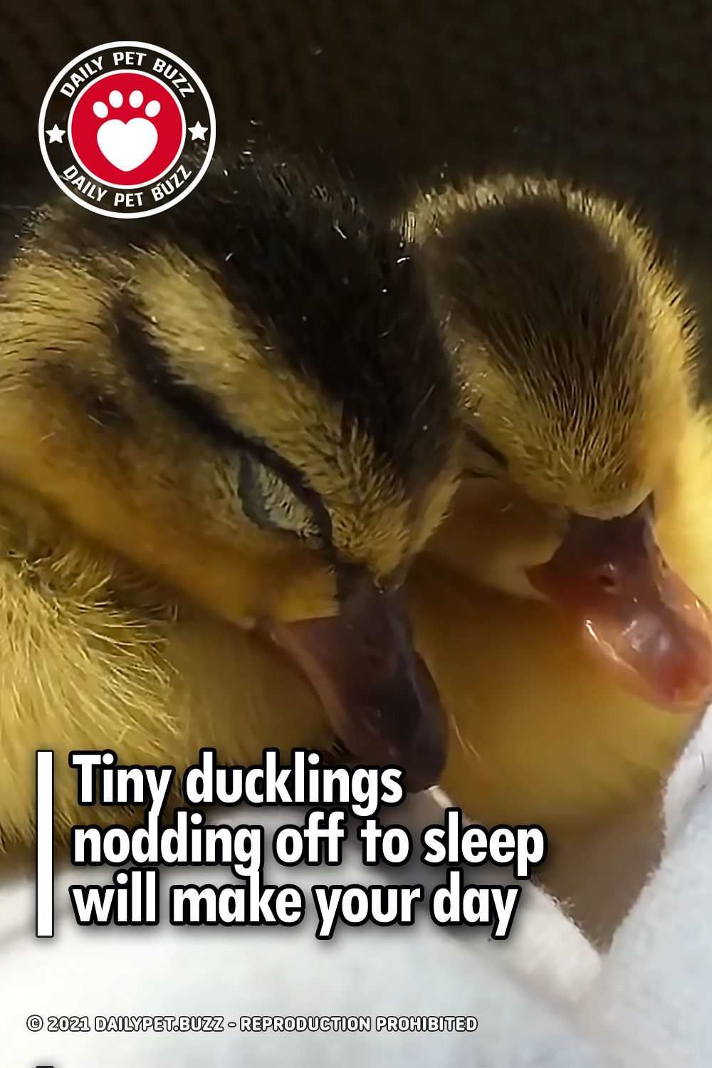 Tiny ducklings nodding off to sleep will make your day