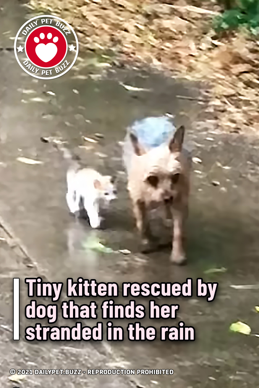 Tiny kitten rescued by dog that finds her stranded in the rain