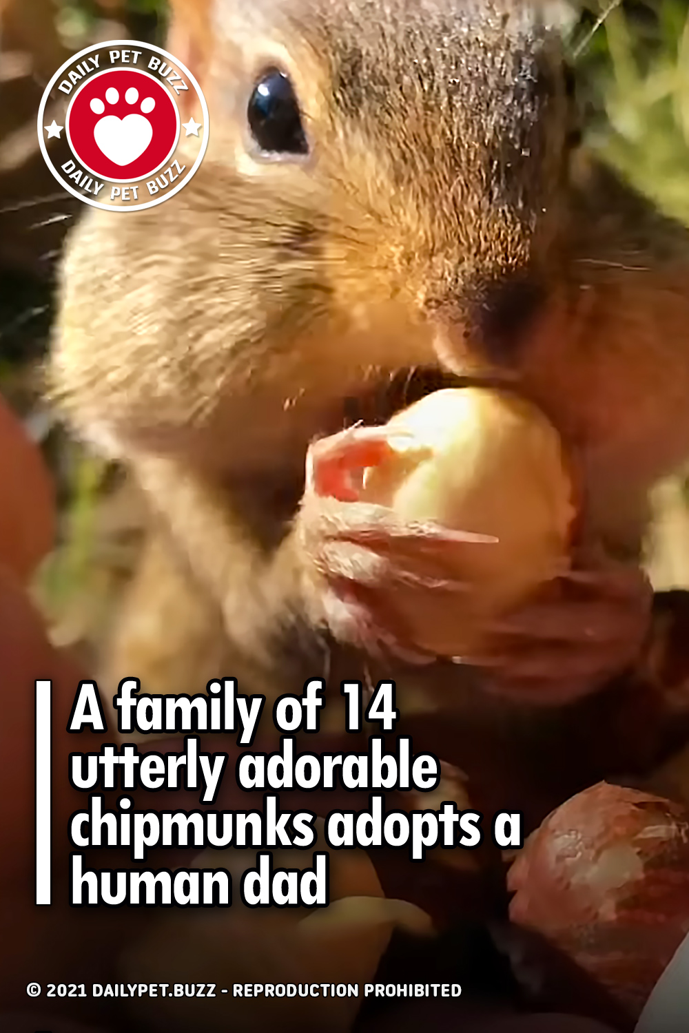 A family of 14 utterly adorable chipmunks adopts a human dad