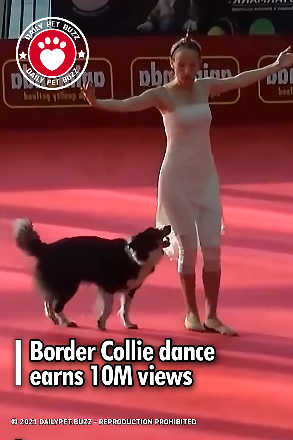 Border Collie dance earns 10M views