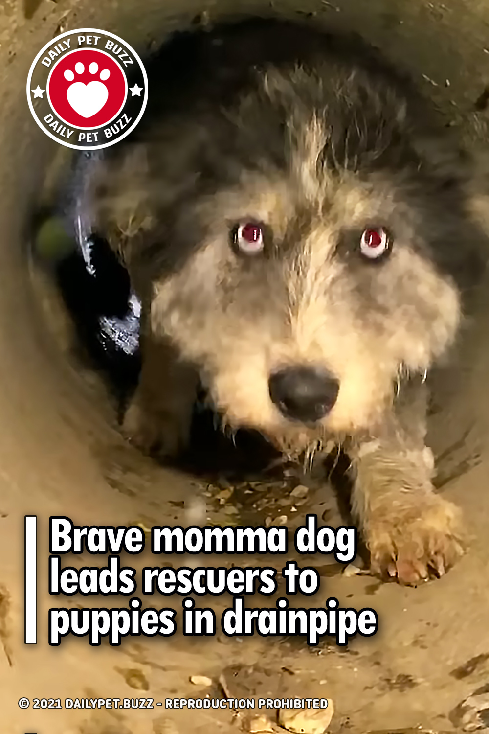 Brave momma dog leads rescuers to puppies in drainpipe