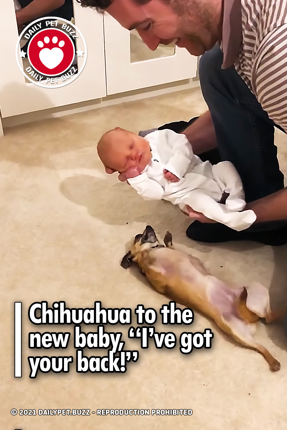 Chihuahua to the new baby, \