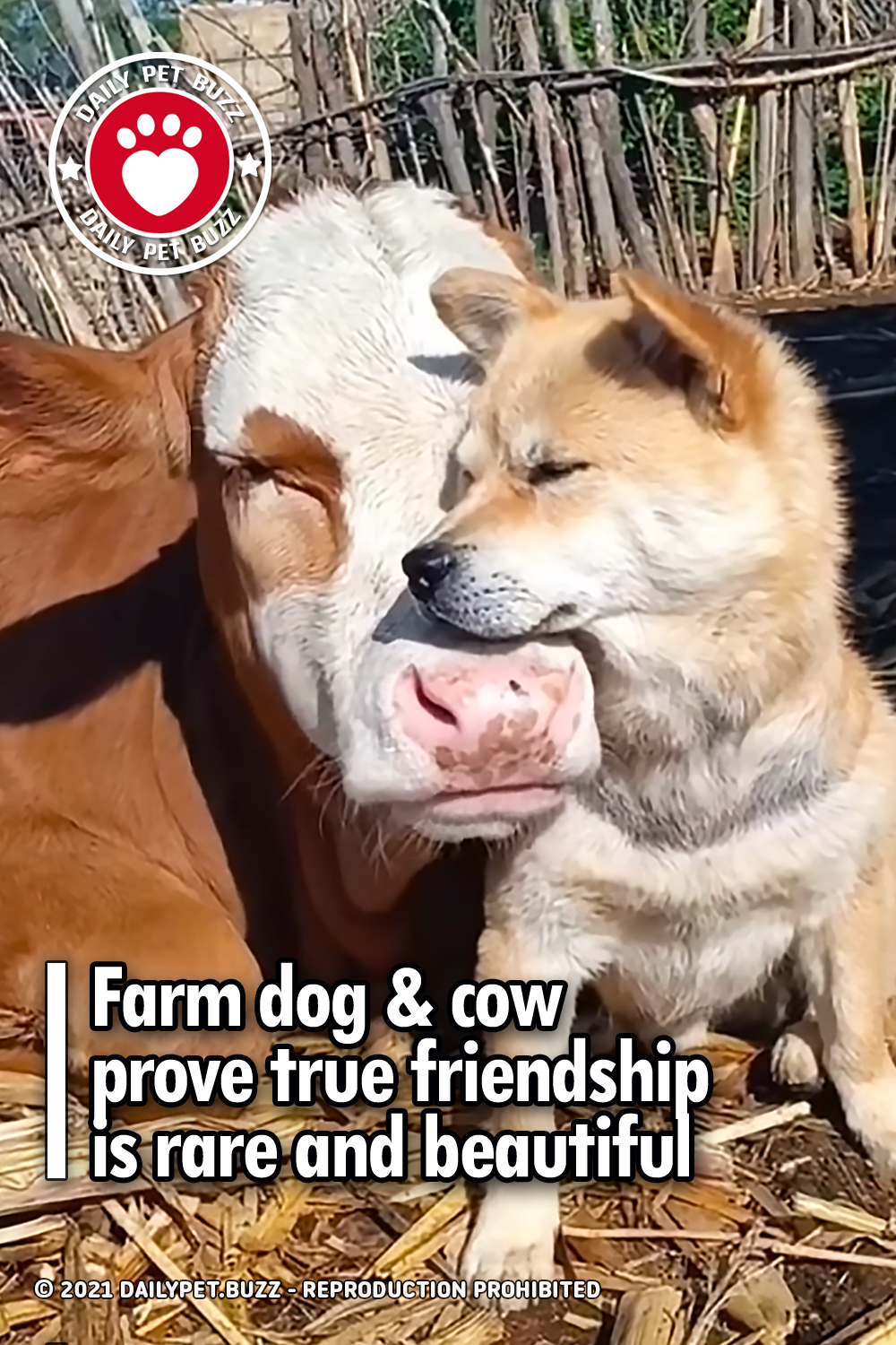 Farm dog & cow prove true friendship is rare and beautiful