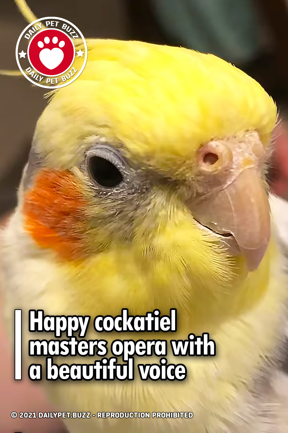 Happy cockatiel masters opera with a beautiful voice