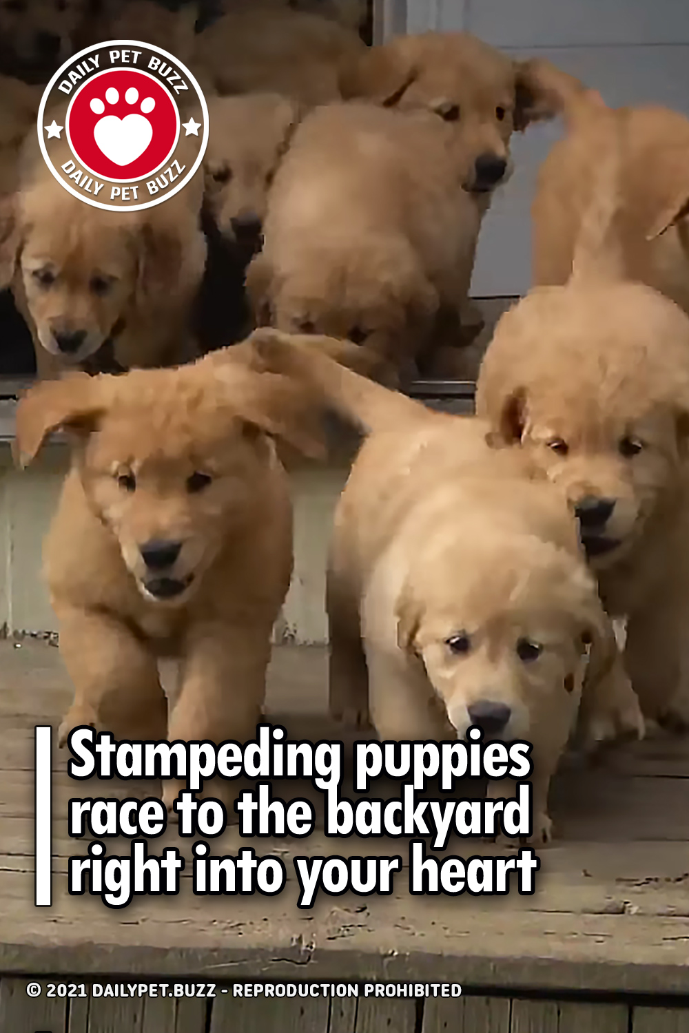 Stampeding puppies race to the backyard right into your heart