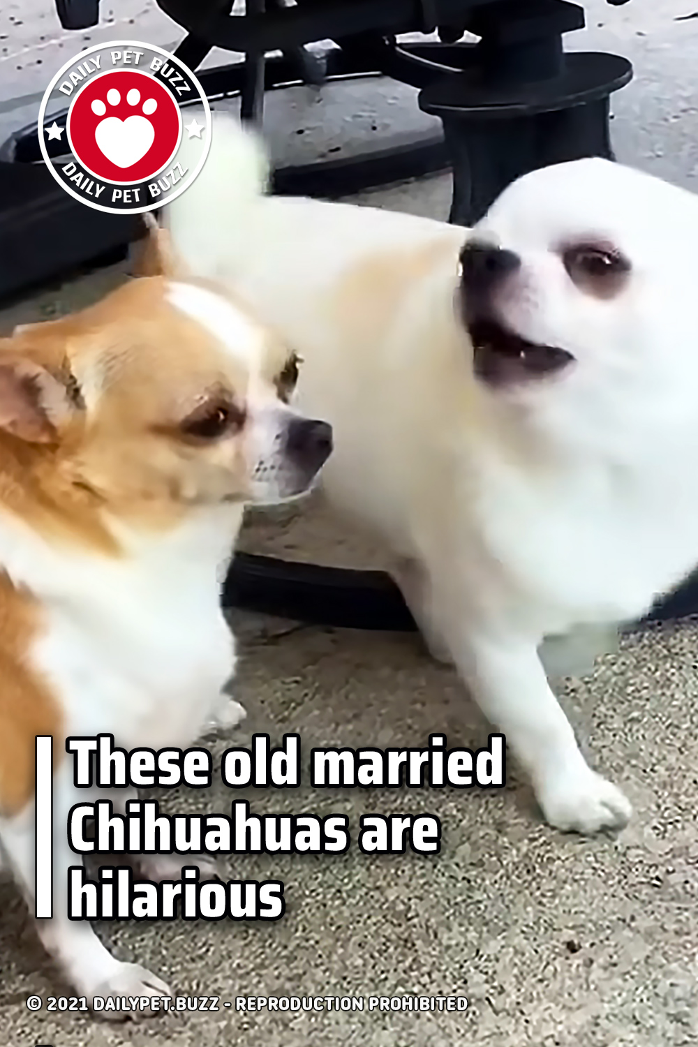 These old married Chihuahuas are hilarious
