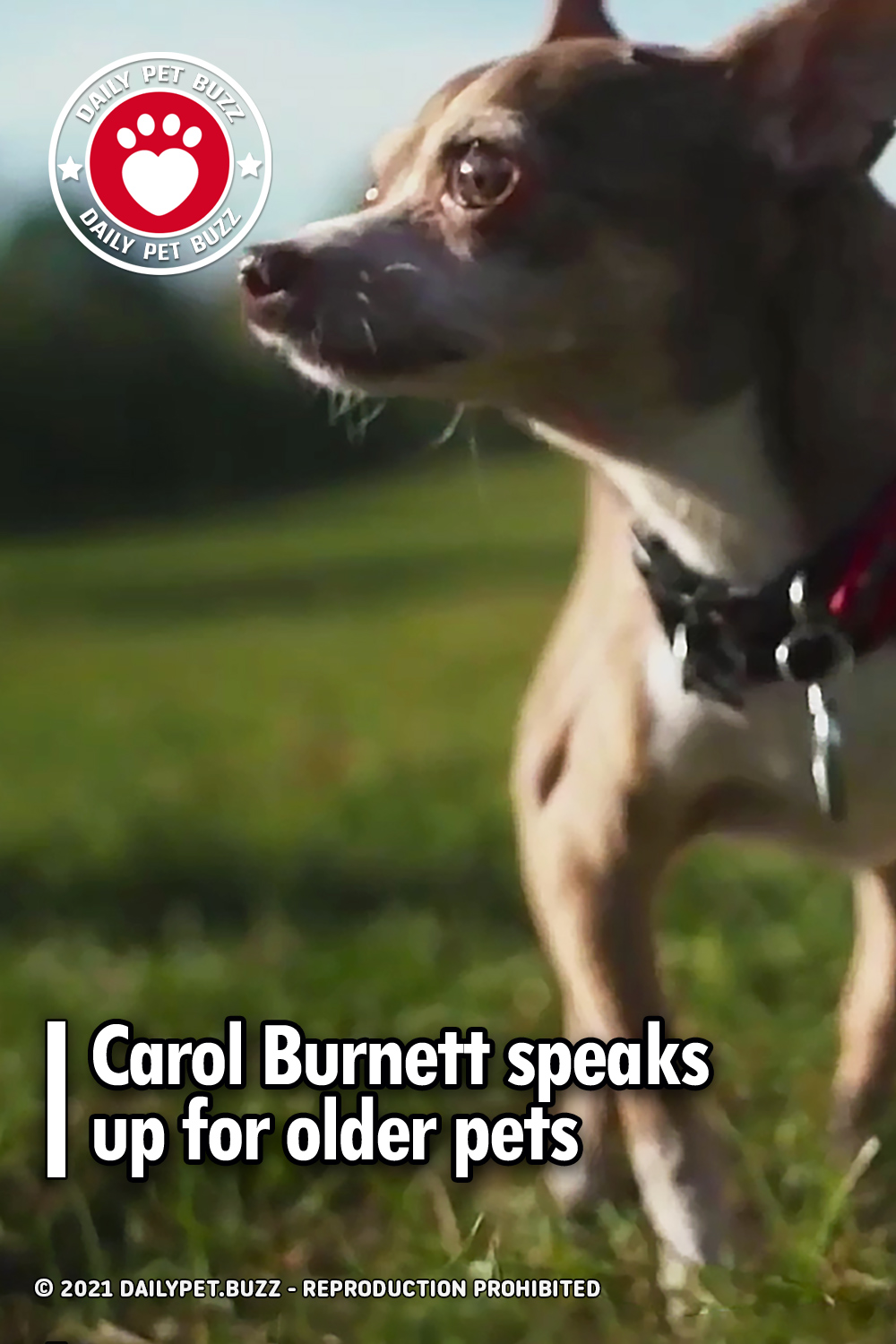 Carol Burnett speaks up for older pets